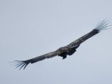Condor in El Calafate (Eolo)