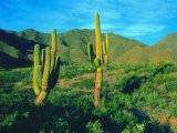 Cardones - the Giant Cactus of Northern Argentina 