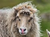 Sheep in Faroe Islands