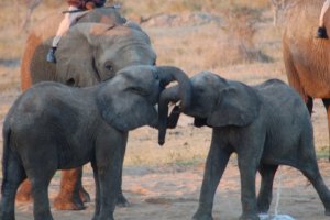 Camp Jabulani, the Elephant Back Safari - a Relais & Chateaux Lodge