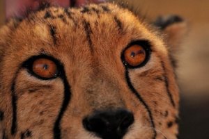 50% on the 3rd night in Camp Jabulani - South Africa