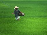 Rice Fields in Vietnam