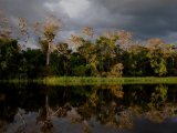 The Flooded Forest