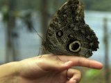 Owl Moth at the Mashpi Life Center