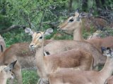 Wildlife at the Thornybush Reserve