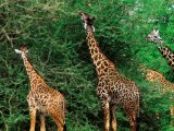 Giraffes in Ngorongoro Crater