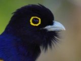 Bird-watching paradise at The Lodge at Pico Bonito