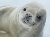 Quark Expeditions - Seal