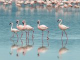 Flamingos in Kenya