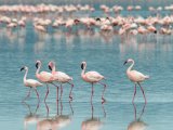 Flamingos in Lake Nakuru