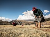 Peruvian farmer