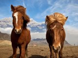 Meet the Icelandic Horses