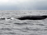 Whale Watching en-route to Isla de La Plata, Machalilla National Park, Ecuador