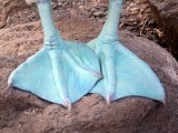 Blue Footed Booby