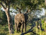 Camp Okavango - Walking Safari