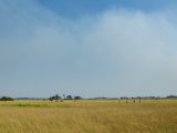 Camp Okavango - Guided Walking Safari