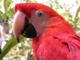 Cattleya Journey Peruvian Amazon Riverboat - Excursion