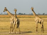 Chobe Game Lodge