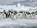 Penguins in Antarctica