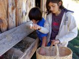 Collecting Fresh Eggs at the farm