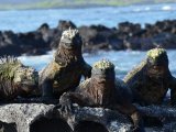 Marine Iguanas