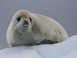 Crab Eating Seal