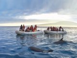 Dolphins watching with the Eclipse