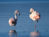 Flamingo in the Atacama