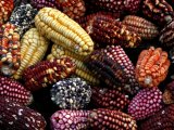 Peruvian Corn variety