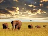 Elephants in Kenya