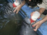 Feeding the Manatees in the the Refuge, Iquitos