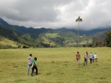 Wax Palm's National Park