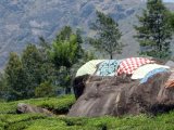 Drying cloths on hot rocks.. in a typical Kerala Tea Plantations