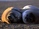 Sea Lions