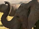 Elepahant In the Amboseli National Park, Kenya, (by Puliarf)