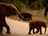 Madikwe Game Reserve