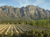 Franschhoek Country House & Villas - The Vinyard