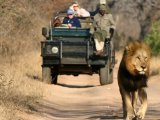 Safari at Thornybush