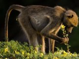 A Baboon  during the Green season - by Ruth Nussbaum