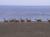 Guanacos near Lake Argentino