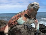 Marine Iguana