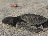 baby turtle at Morgan's Rock