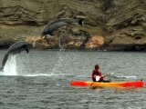 Playful Dolphins (M.V. Eclipse)