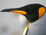 King Penguin