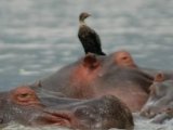 Hippopotamus in Lake Naivasha (by Sara & Joachim)