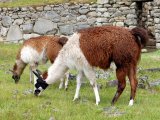 Llamas in Machu Picchu