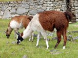 Llamas in Machu Picchu