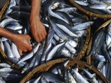 The Fish Market in Hoi An