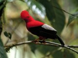 A Male Andean Cock-of-the-rock, at the Mashpi Reserve