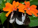 Flora of the Cloud Forest